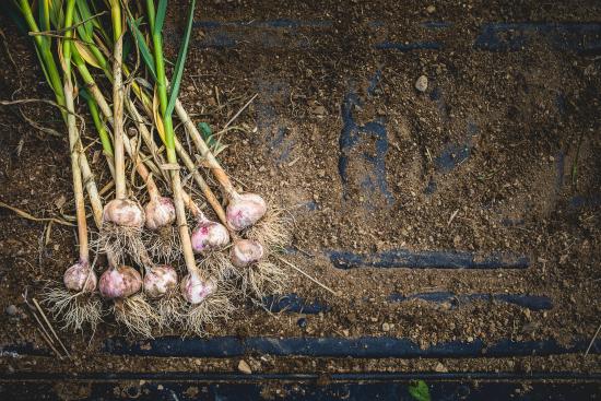 Garlic Bunch (pcs)