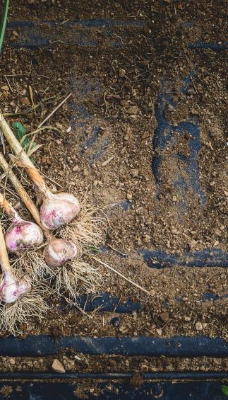 Garlic Bunch (pcs)